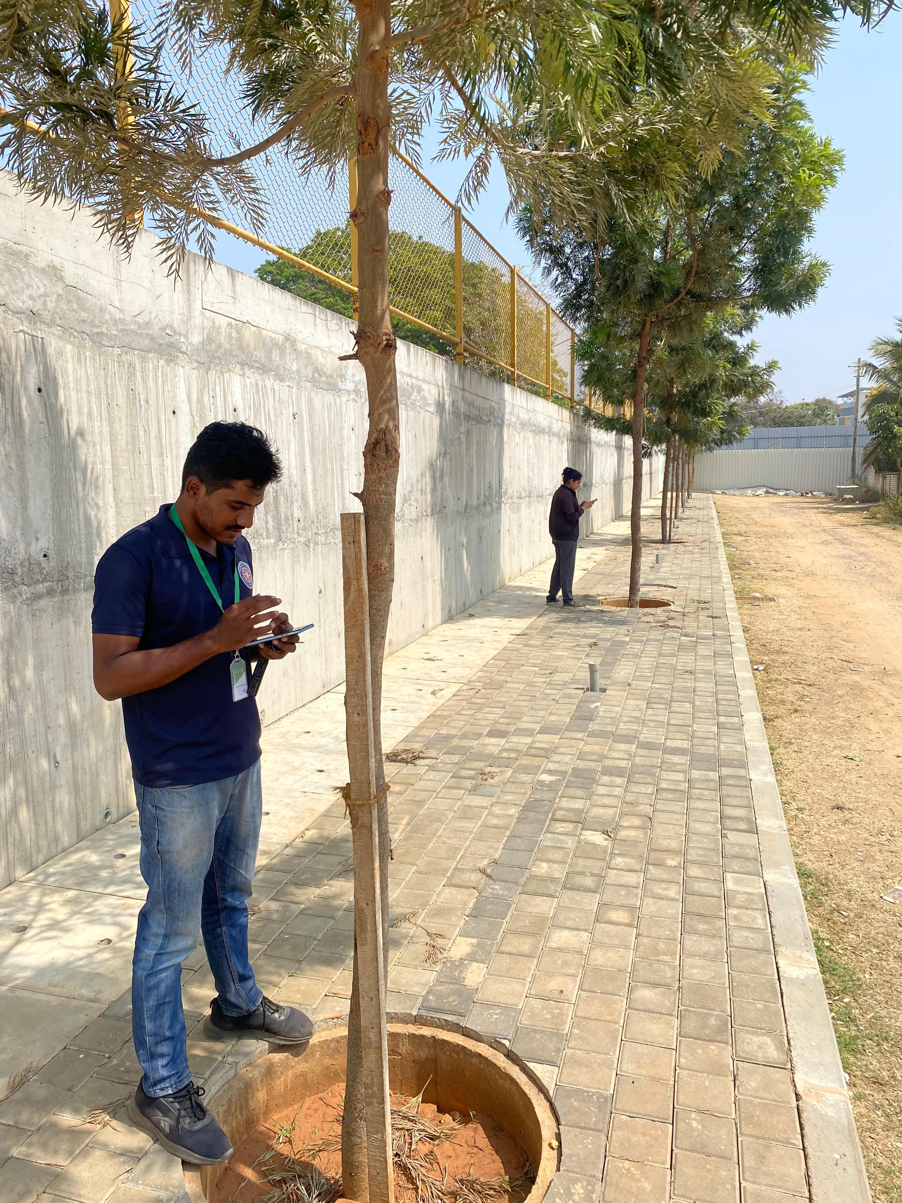 Recording avenue trees